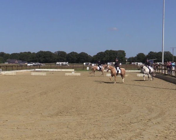 Reitturnier Ostbevern 2024