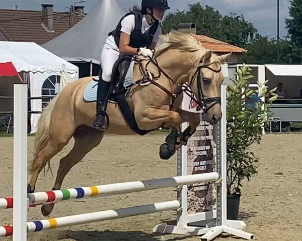 horse GS Great Gatsby (German Riding Pony, 2020, from FS Golden Highlight)
