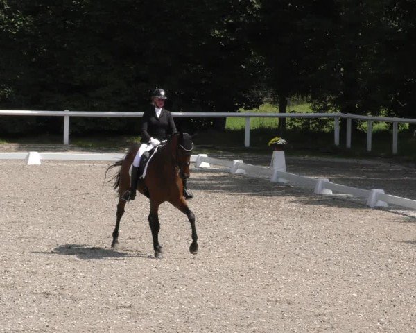 Reitturnier Zillhofen/Obb. 2024
