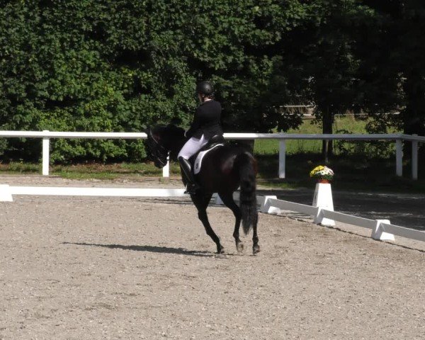 Reitturnier Zillhofen/Obb. 2024