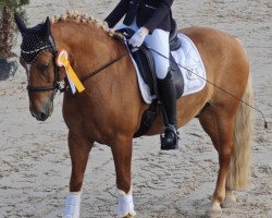 dressage horse Berti 37 (Pony without race description, 2009)