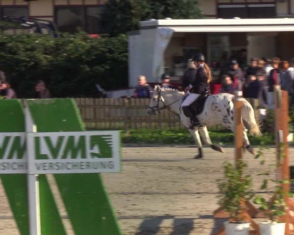 Reitturnier Schülp / Rendsburg 2021