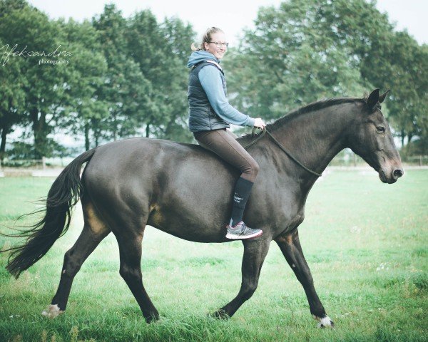 dressage horse Courage 70 (Oldenburg, 1996, from Calvador) dressage horse Courage 70 (Oldenburg, 1996, from Calvador)