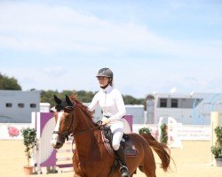 jumper Eclipse 33 (Zangersheide riding horse, 2020, from Echo van het Spieveld)