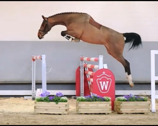 Pferd Contendra 58 (Westfale, 2019, von Contendrix)