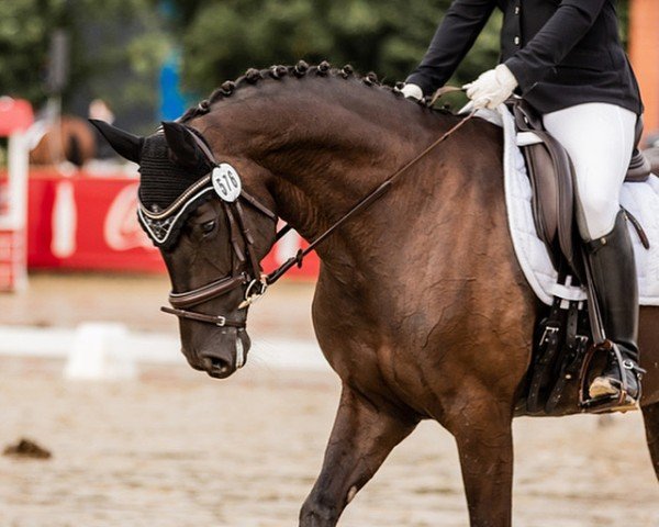 dressage horse Maleficens (Oldenburg, 2016, from Morricone)