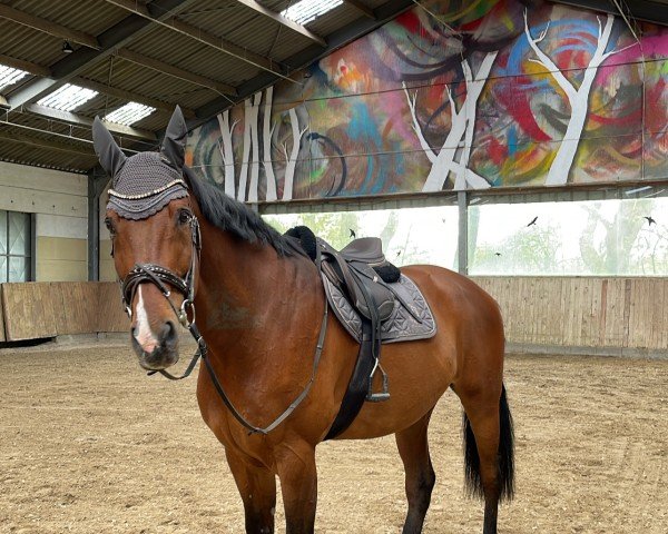 Springpferd Crox (Hannoveraner, 2010, von Carrico)