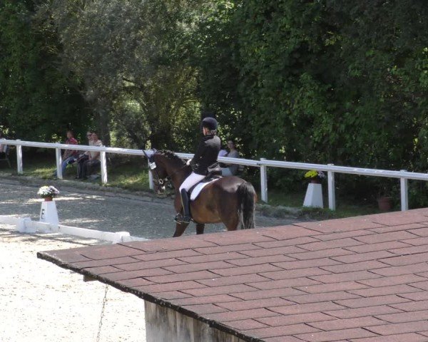 Reitturnier Zillhofen/Obb. 2024