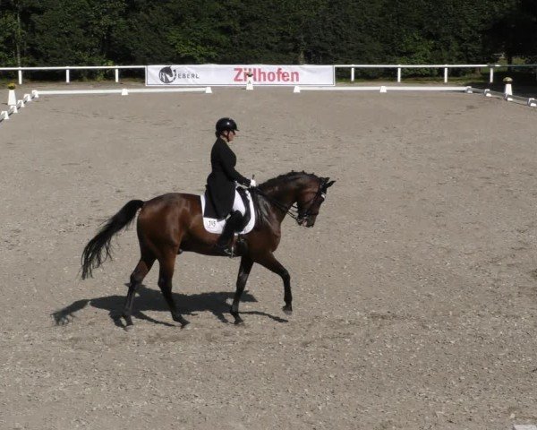 Reitturnier Zillhofen/Obb. 2024