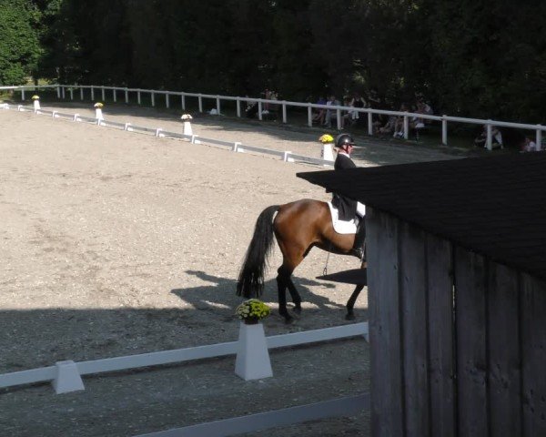 Reitturnier Zillhofen/Obb. 2024