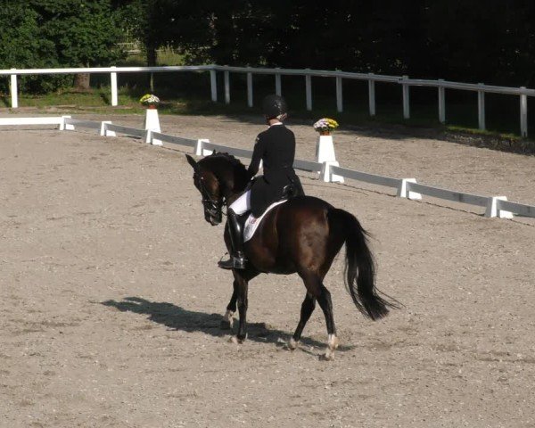 Reitturnier Zillhofen/Obb. 2024