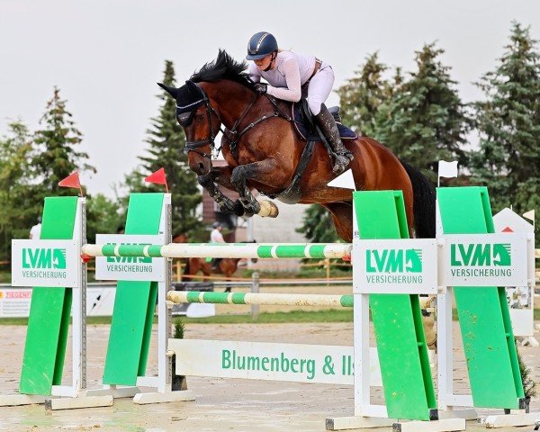 jumper Cingsize (Holsteiner, 2010, from Clinton I)