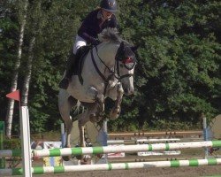 jumper Cool Paradise S (Oldenburg show jumper, 2013, from Clarimo Ask)