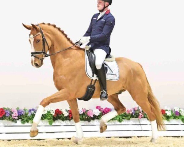 horse Ferrero (Hanoverian, 2020, from Ferrantino)