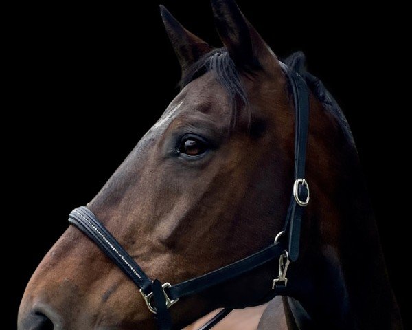 horse Calimero (Holsteiner, 2008, from Con Air)
