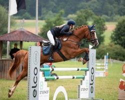 jumper Garina (Portuguese Sporthorse, 2011, from Giotto II)