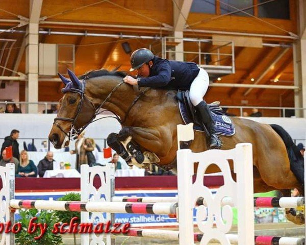 jumper Cidre 12 (Oldenburg show jumper, 2015, from Cidane)