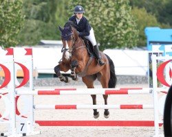 Springpferd Balou L'espoir (Belgisches Warmblut, 2013, von Balou de Coeur Joye)