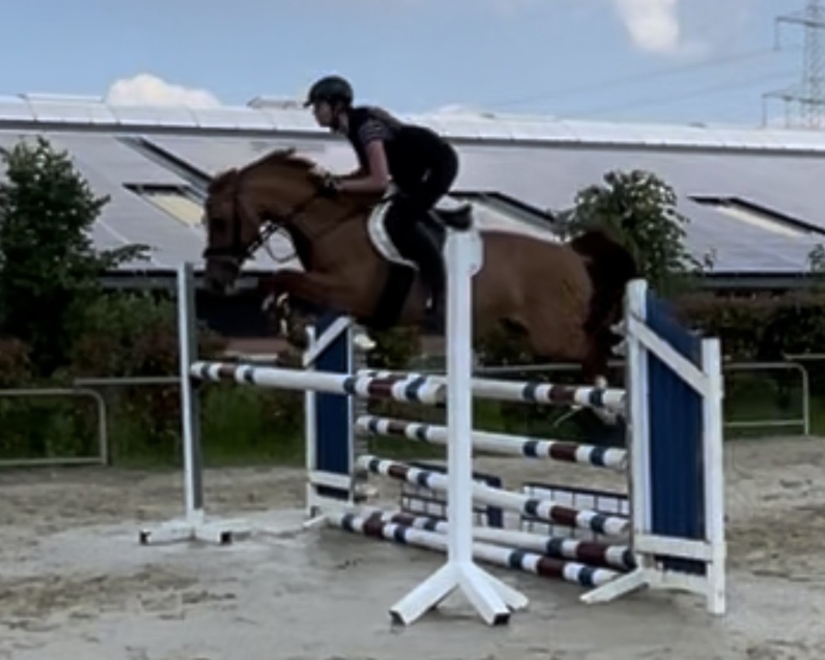 broodmare Danedream 4 (German Riding Pony, 2014, from Dornik B)