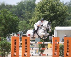 jumper Collin 154 (Holsteiner, 2016, from Colore)