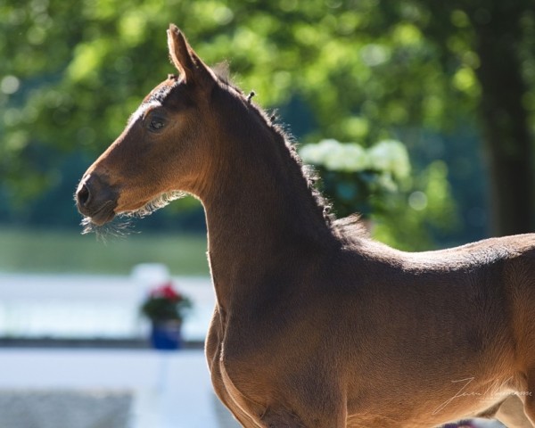 horse Let´s Fly High EA (Oldenburg show jumper, 2020, from Zinedream)