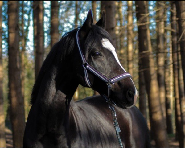 Pferd Siegfried (Oldenburger, 2014, von Scuderia)