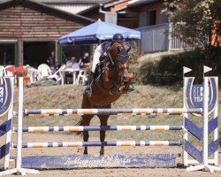 jumper Ubelly BE (Westphalian, 2017, from United Touch S)