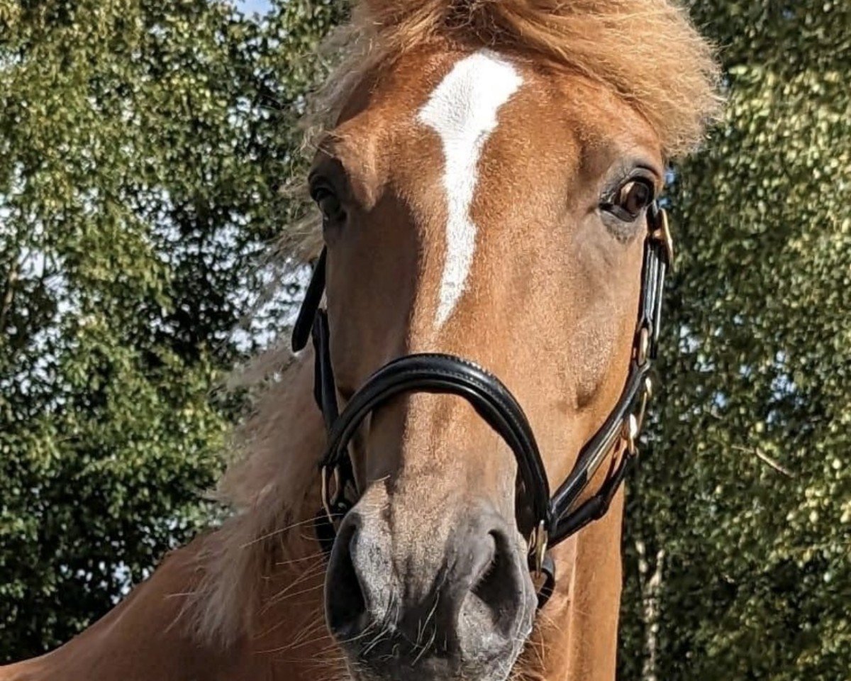 Pferd Patchi (Oldenburger, 2012, von Apache)