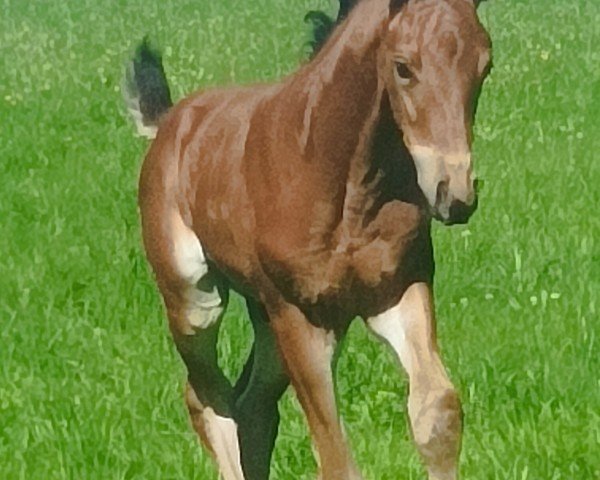 horse Hengst von Ehrenstolz / Susu's Boy (Westphalian, 2024, from Ehrenstolz)