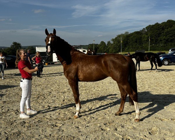 broodmare Suki BK (Westphalian, 2021, from Sir Heinrich OLD)