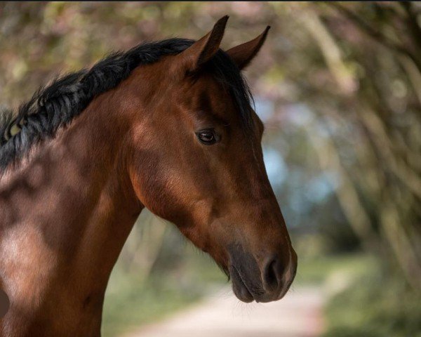 Springpferd Nepumuk 50 (Deutsches Reitpony, 2018, von Nock Out) Springpferd Nepumuk 50 (Deutsches Reitpony, 2018, von Nock Out)