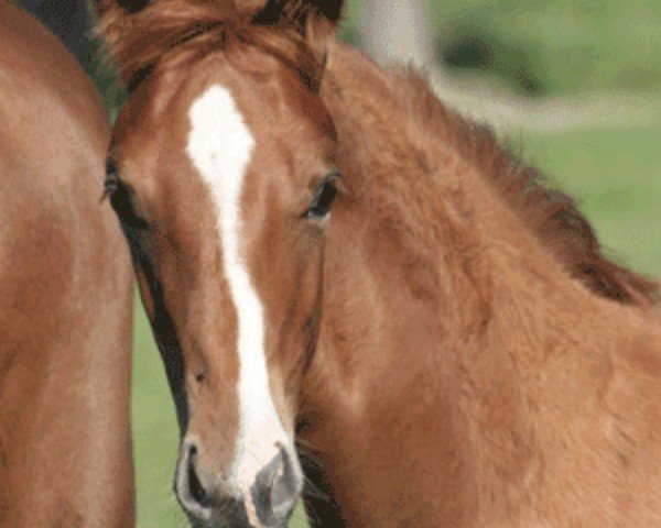 dressage horse Pergento MBH (Austrian Warmblood, 2012, from Moosbachhof's Peron)