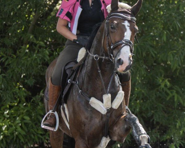 Springpferd First Ferdinand (Hannoveraner, 2015, von Fürsten-Look)