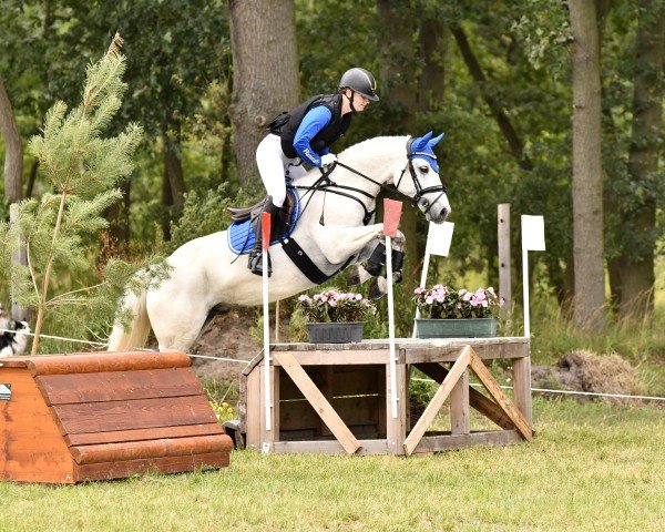 jumper Kiltrone Silver Knight (Connemara Pony, 2016, from Glencarrig Knight)