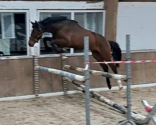 horse Uno Momento TH (Hanoverian, 2022, from Uno I)
