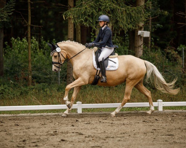 broodmare Call me Cinderella B (German Riding Pony, 2020, from Gigabyte)