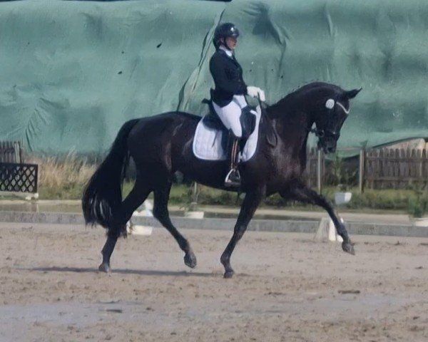 horse Tell me Totilas (Hanoverian, 2016, from Talismann 93)