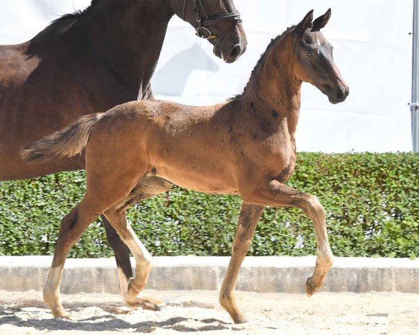 horse Genau So (Hanoverian, 2024, from Global Hope)