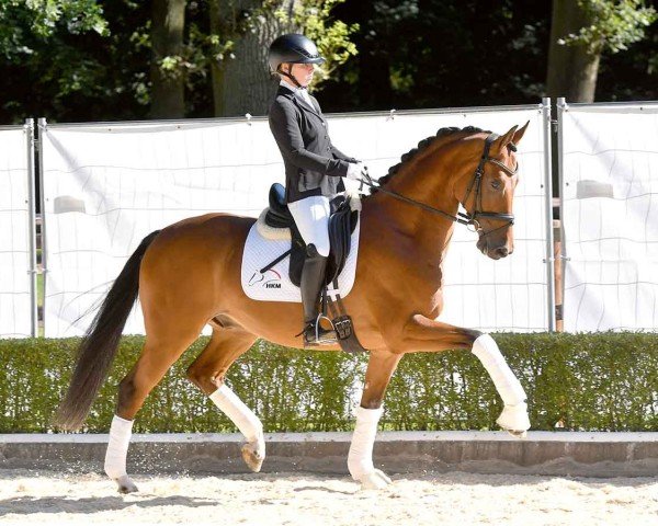 horse Vinito (Oldenburg, 2020, from Vitalis)