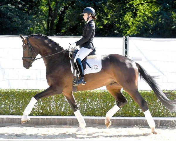 horse Vlip (Oldenburg, 2021, from Va' Pensiero FRH)