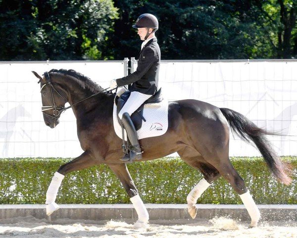 horse Ideal (Hanoverian, 2021, from In My Mind NRW)