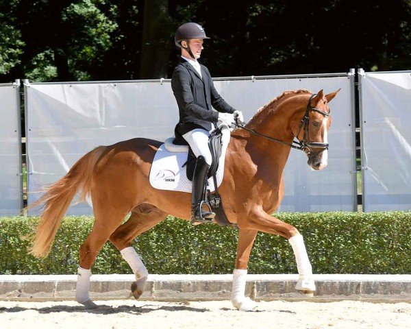 horse Quirin (Hanoverian, 2020, from Quantensprung 3)