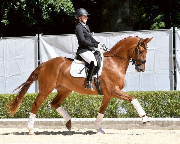 horse Vapiano (Hanoverian, 2020, from Valverde NRW)