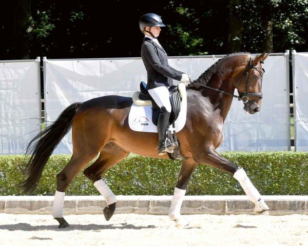 horse Balios 20 (Hanoverian, 2020, from Borsalino)