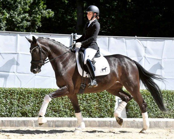 horse Down Under 24 (Hanoverian, 2020, from Danone 4)