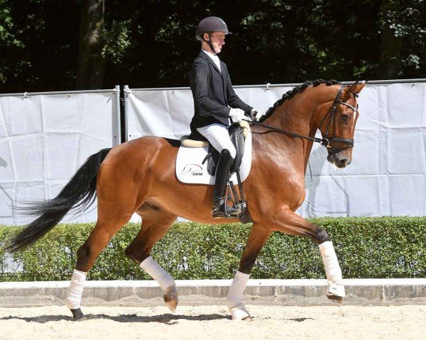 horse Bailandos (Hanoverian, 2020, from Borsalino)