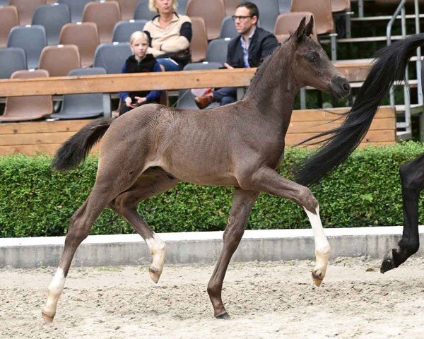 horse St. Donau (Oldenburg, 2024, from St. Emilion)