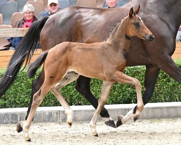 horse Stachelbeere (Oldenburg, 2024, from St. Emilion)