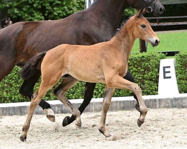 Pferd Diador (Deutsches Sportpferd, 2024, von Damaschino)