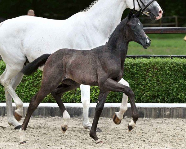 horse Swarovski (German Sport Horse, 2024, from St. Emilion)
